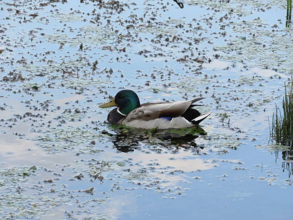 Eend Zwemt Het Water — Stockfoto