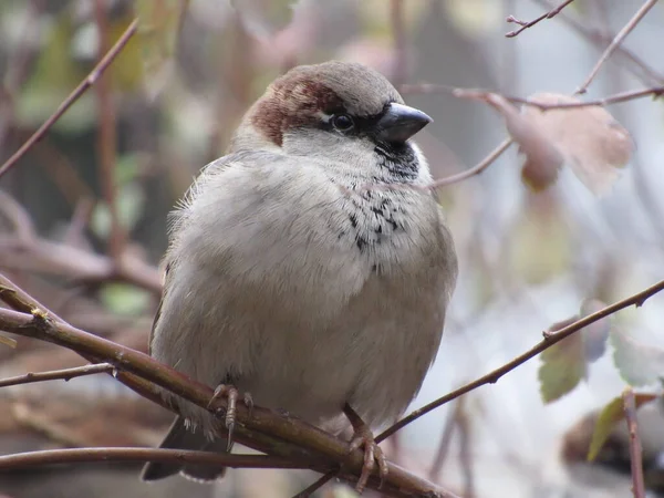 serçe bir dalda oturuyor.