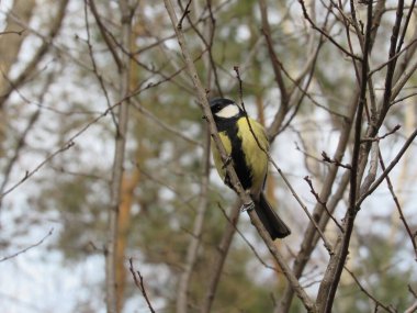 Tit sitsTit sits on a branch on a branch