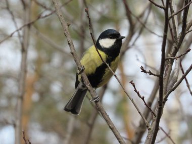 Tit sitsTit sits on a branch on a branch