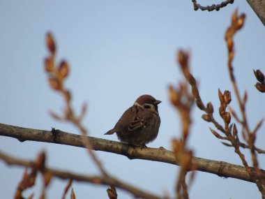 serçe bir dalda oturuyor.