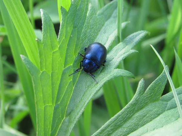 İlkbaharda parkta yaprağın üzerindeki böcek.