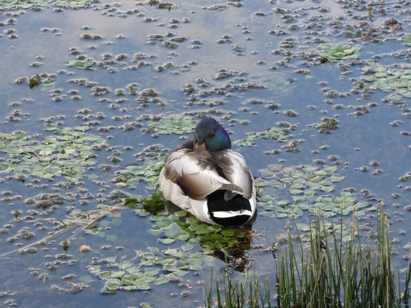 アヒルは水の上で泳ぐ — ストック写真