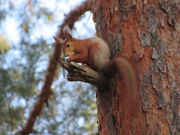Dalında fındık olan sincap.