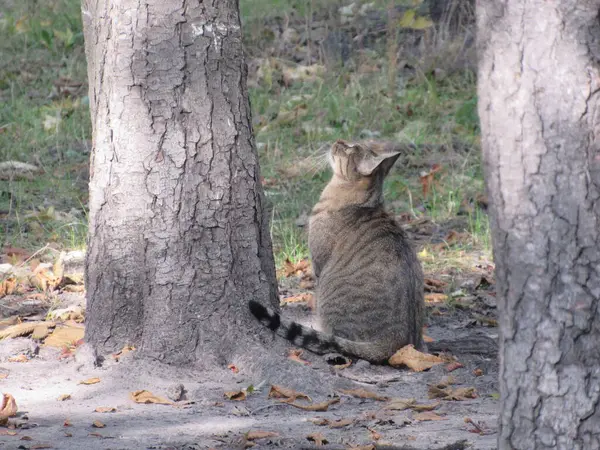 Chat Sur Arbre Dans Rue — Photo