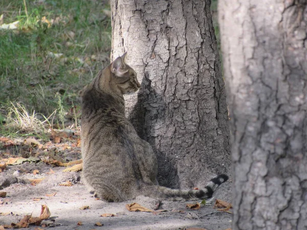 Sokaktaki ağaçtaki kedi