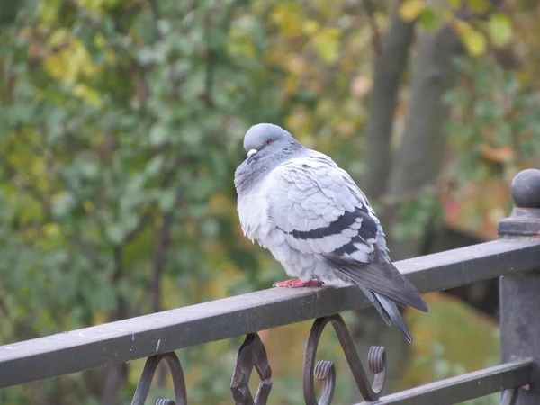 Güvercin çitte oturur.