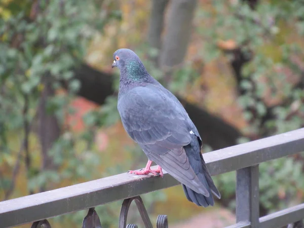Güvercin çitte oturur.