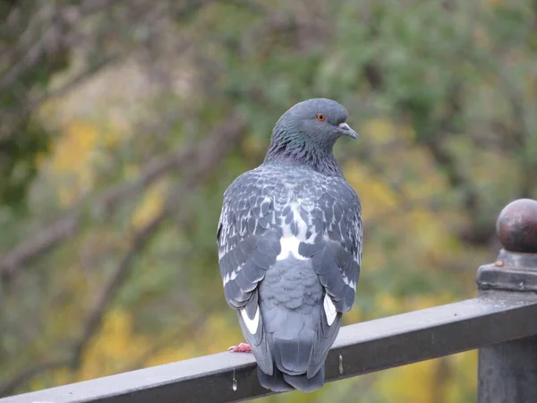 Güvercin çitte oturur.