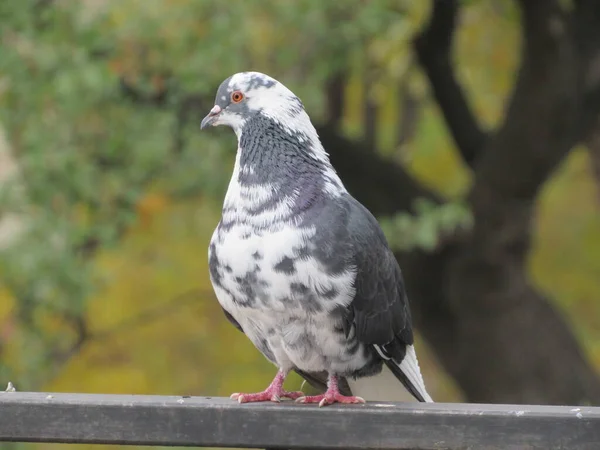 Güvercin çitte oturur.