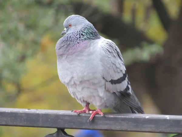 Güvercin çitte oturur.