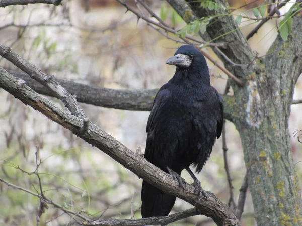 bir ağaçtaki karga