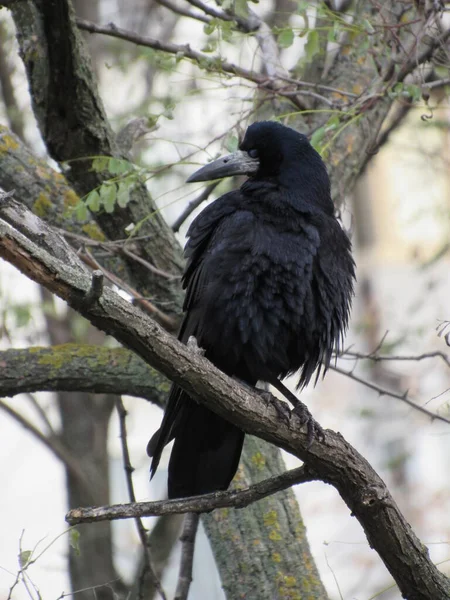 bir ağaçtaki karga