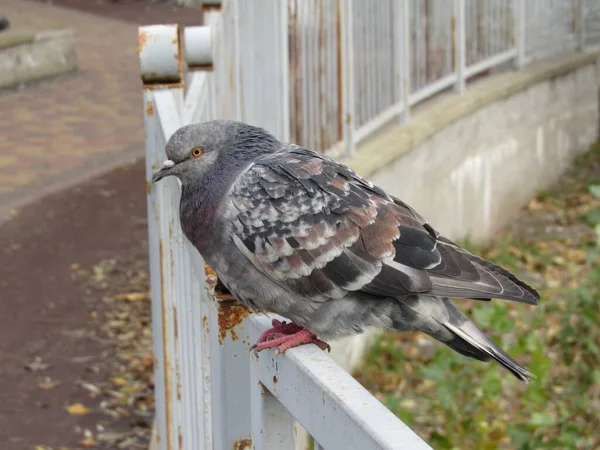 Güvercin çitte oturur.