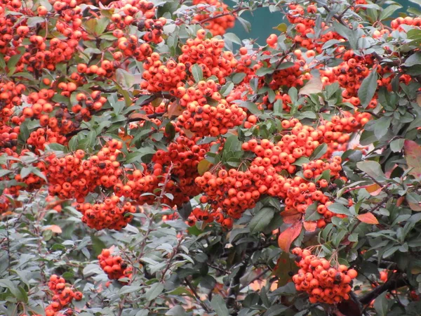 Sonbaharda kırmızı rowan ağacı