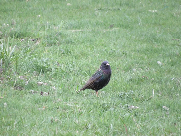 Spreeuw Zit Het Gras — Stockfoto