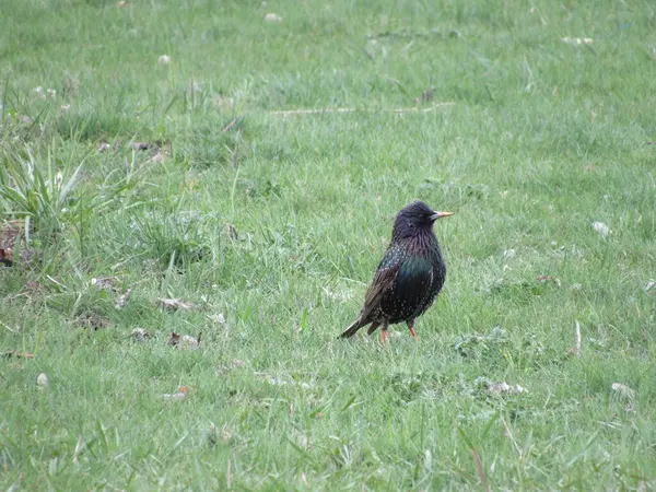 Sığırcık çimlerin üzerinde oturuyor.