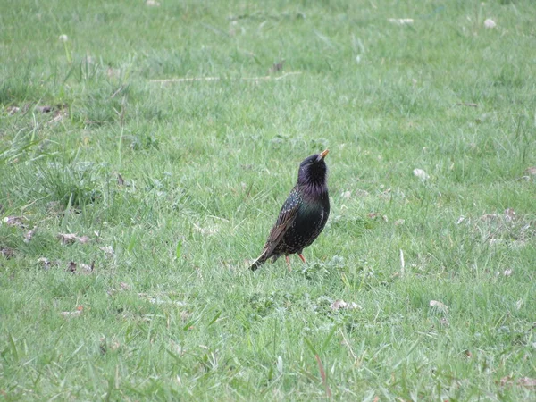 Sığırcık çimlerin üzerinde oturuyor.