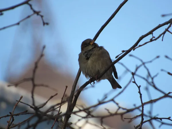 serçe bir dalda oturuyor.