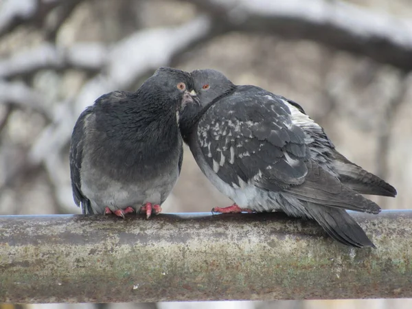 Pipodaki güvercinler
