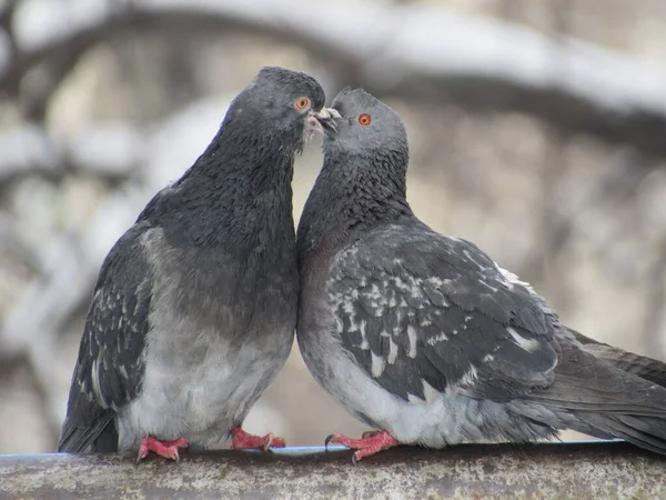 Pipodaki güvercinler