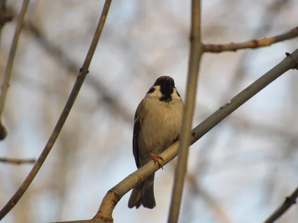 Tit sitsTit sits on a branch on a branch