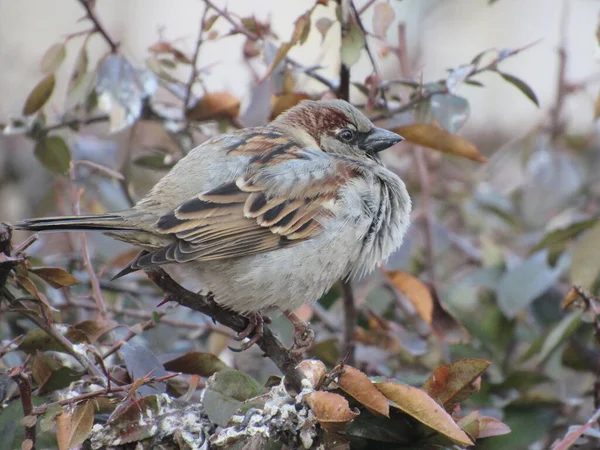 serçe bir dalda oturuyor.