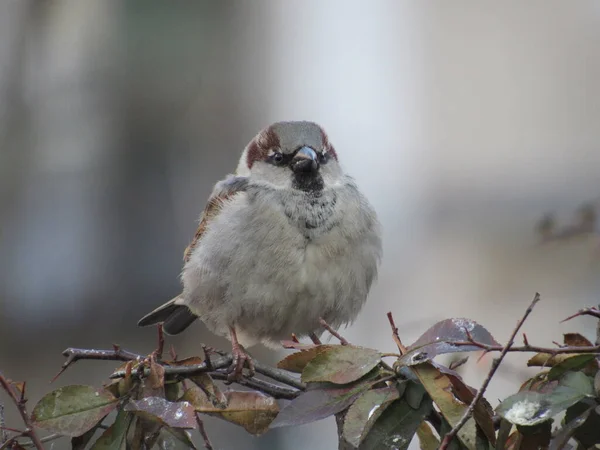 serçe bir dalda oturuyor.
