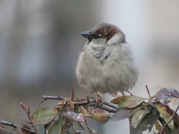 serçe bir dalda oturuyor.