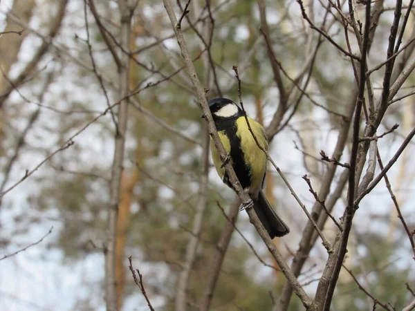 Tit sitsTit sits on a branch on a branch