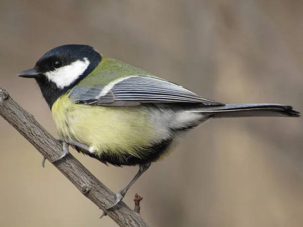 Tit sitsTit sits on a branch on a branch