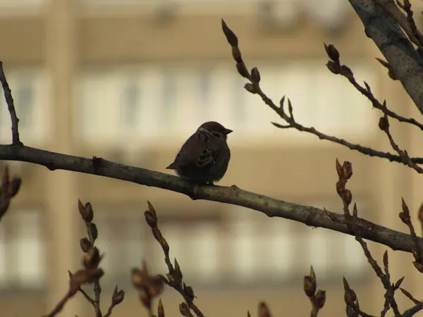 Moineau Assis Sur Une Branche — Photo