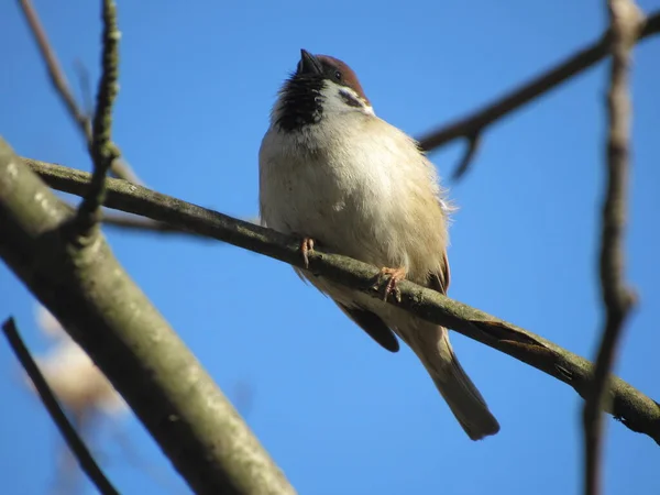 serçe bir dalda oturuyor.