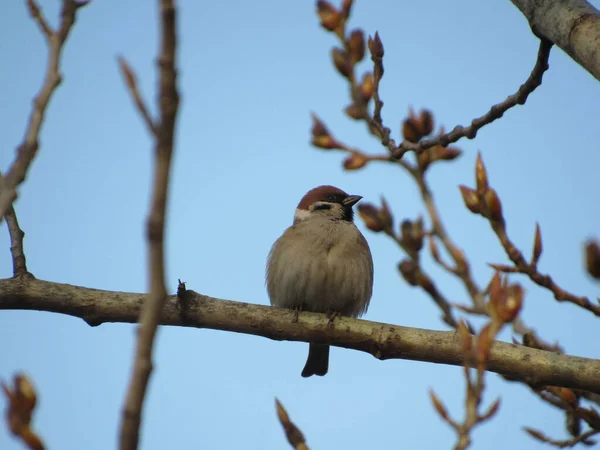 serçe bir dalda oturuyor.