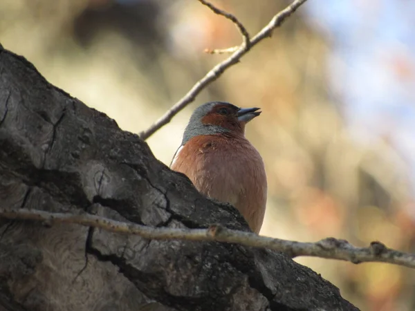 Küçük bir kuş ağaçta oturuyor.