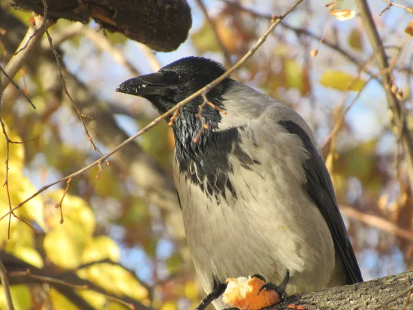bir ağaçtaki karga