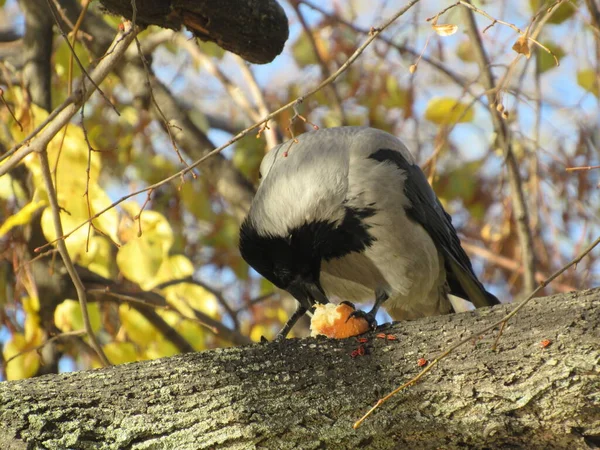 bir ağaçtaki karga