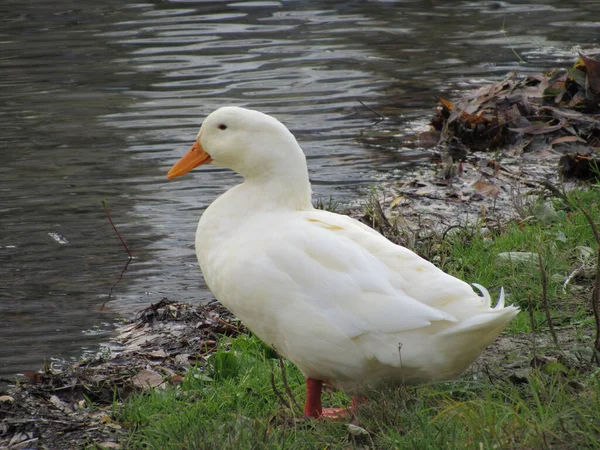 Suda Beyaz Ördek — Stok fotoğraf