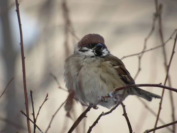 Bir daldaki gri serçe