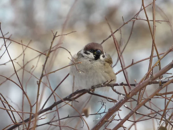 Bir daldaki gri serçe