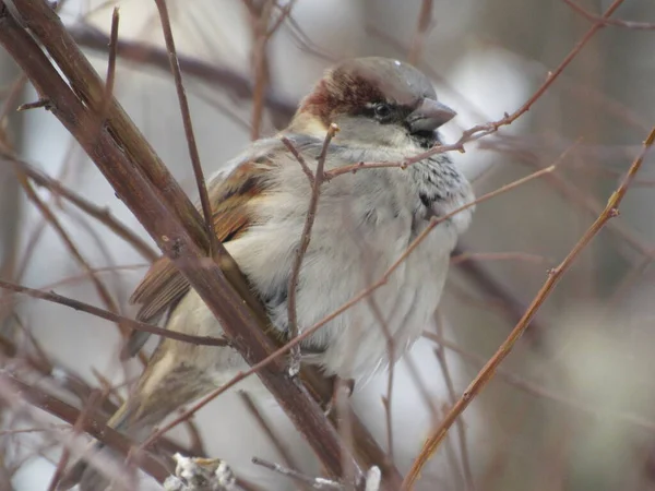 Bir daldaki gri serçe