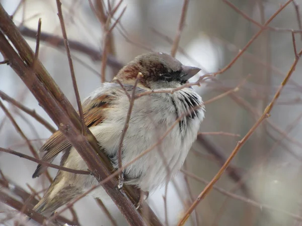 Bir daldaki gri serçe