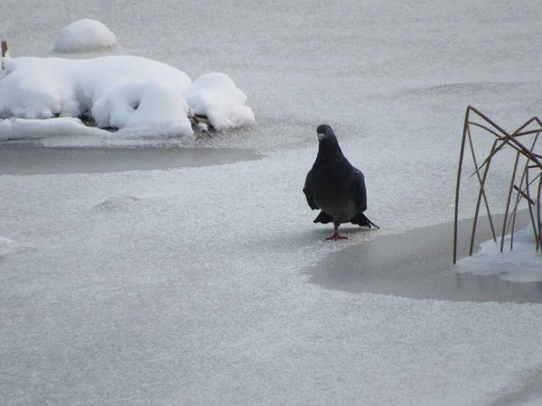 Kışın buzun üstünde güvercin