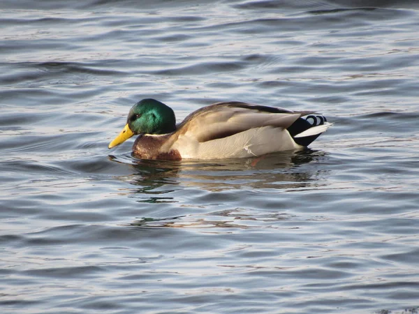 Anatra Sull Acqua — Foto Stock