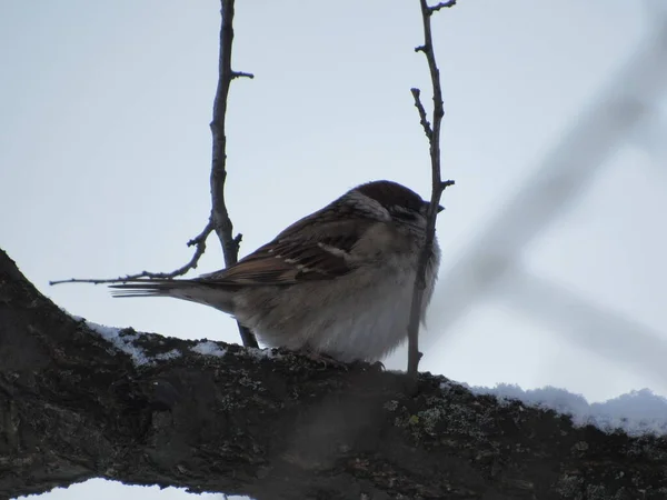 Bir daldaki gri serçe