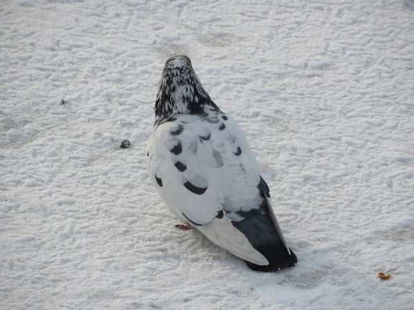 Kışın buzun üstünde güvercin