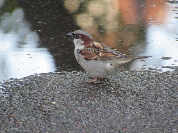 Su birikintisinin yanında bocalayan serçe.