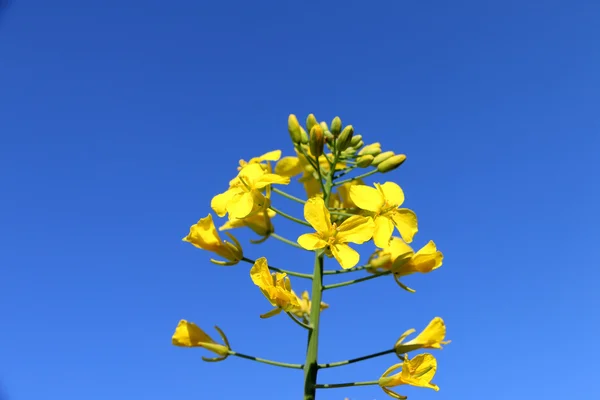 Flor amarela em um contexto de céu claro — Fotografia de Stock