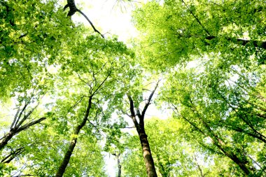 Orman ağaçları, arama, Güneş