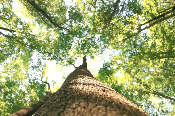 Árvores da floresta, olhar para cima, sol — Fotografia de Stock